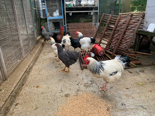 Colombi e galline
 in vendita a Gallicano nel Lazio