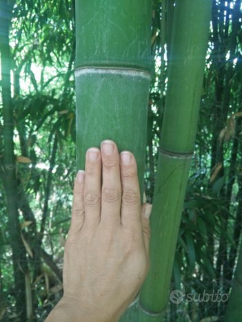Vendita canne di bambù